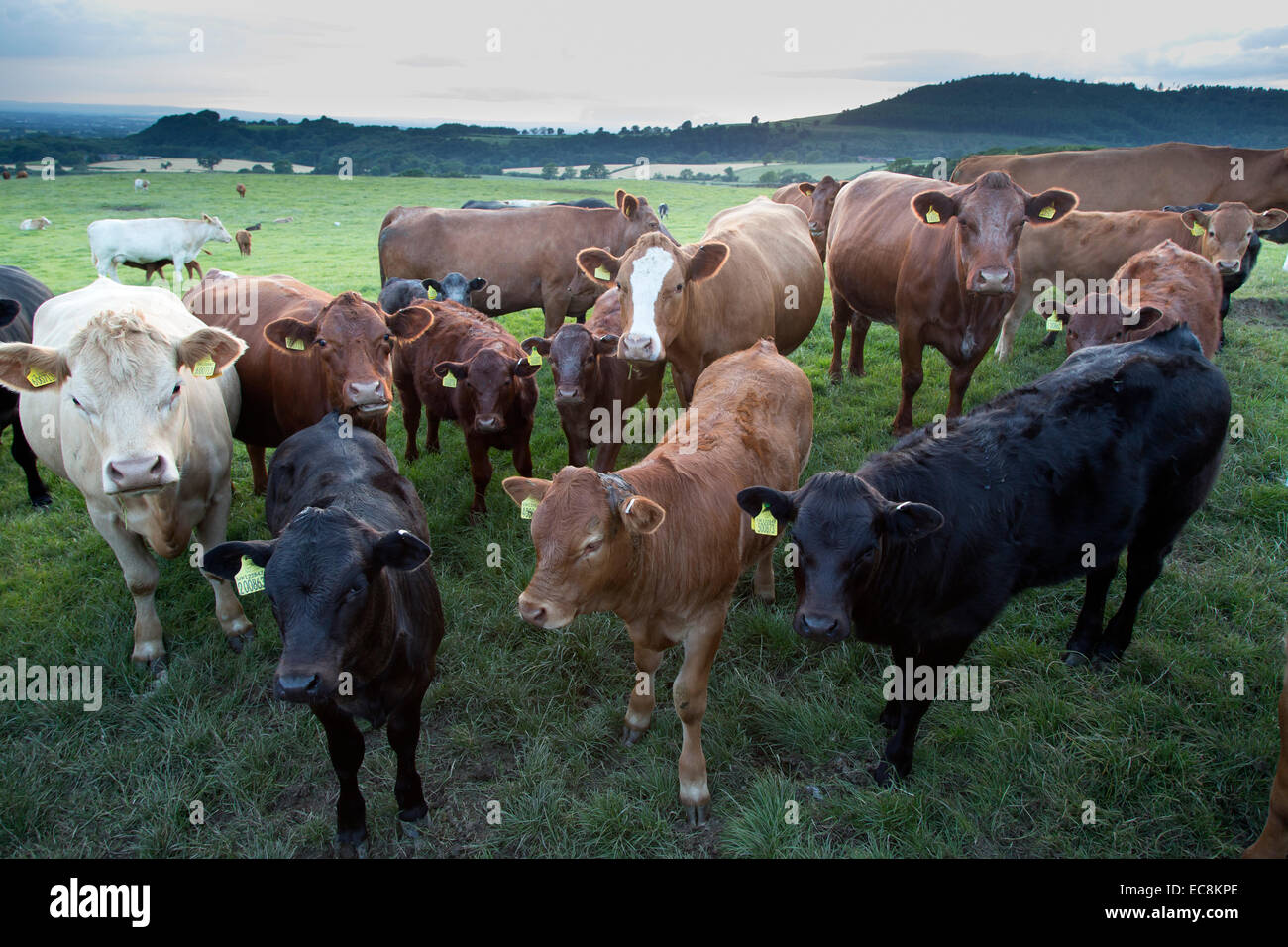 Cattle in Field Yorkshire England Stock Photo