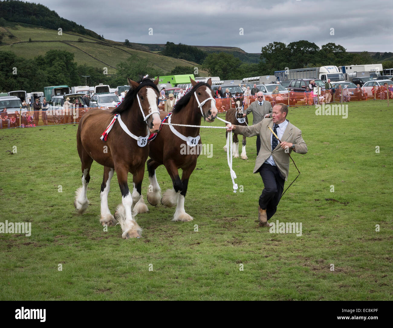 Showing Shire Horses at Rosedale Show, North Yorkshire Stock Photo