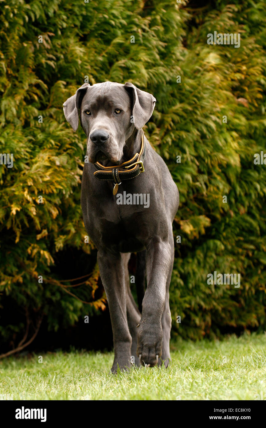 Blue Dane Dog, one of the world's tallest breed of known for their friendly nature enormous body & great tall height Stock Photo -