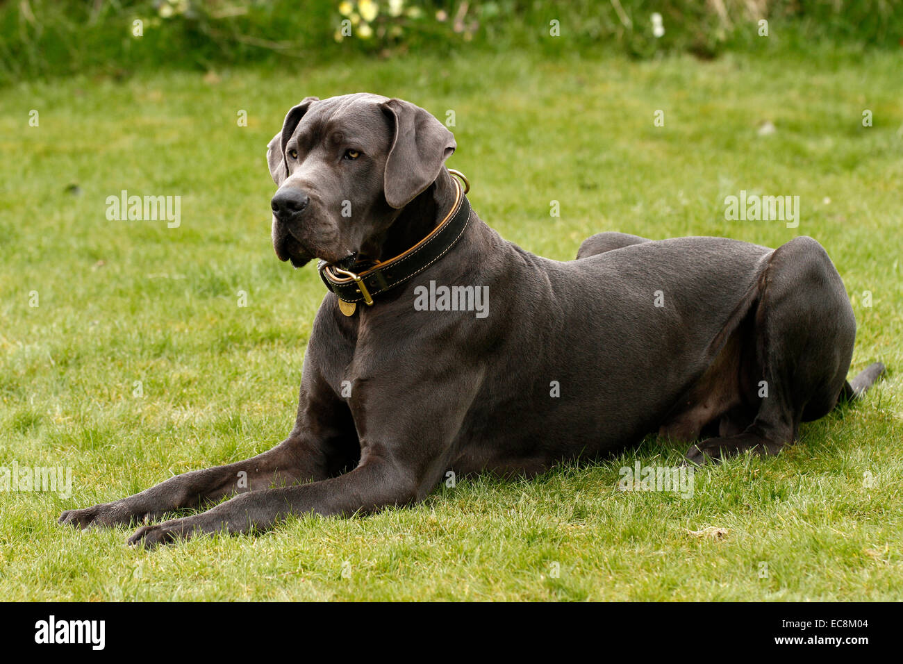 Blue Great Dane Dog, one of the world's tallest breed of dogs, known Stock  Photo - Alamy