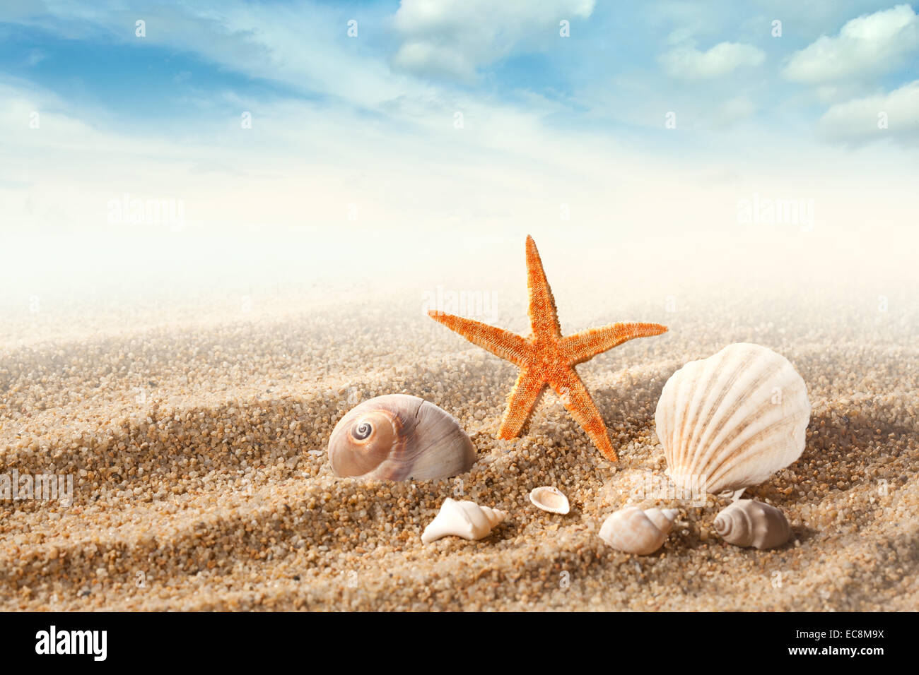 Sea shells on the sand against blue sky Stock Photo - Alamy