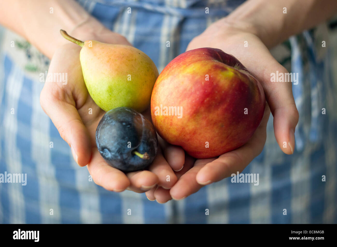 Hands holding organic fruit. Plum, apple and pear Stock Photo