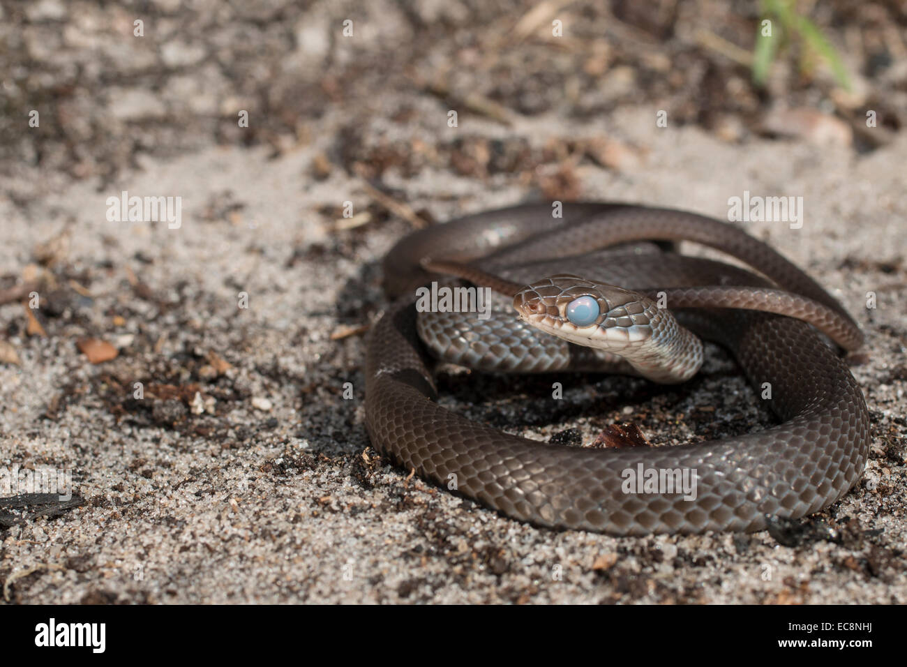 Southern black racer near shedding - Coluber constrictor priapus Stock Photo