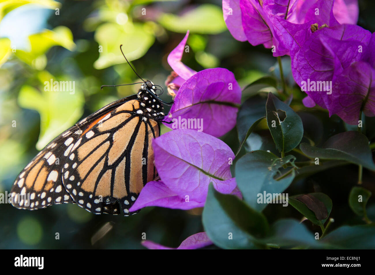 Monarch butterfly on purple flower - Danaus plexippus Stock Photo - Alamy