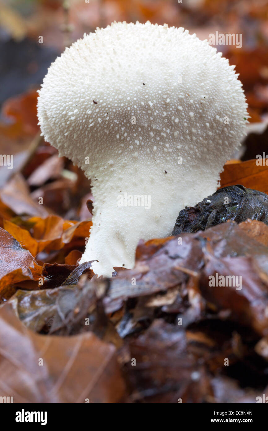 Common Puffball Mushroom High Resolution Stock Photography And Images Alamy,Ham Hock And Beans Instant Pot