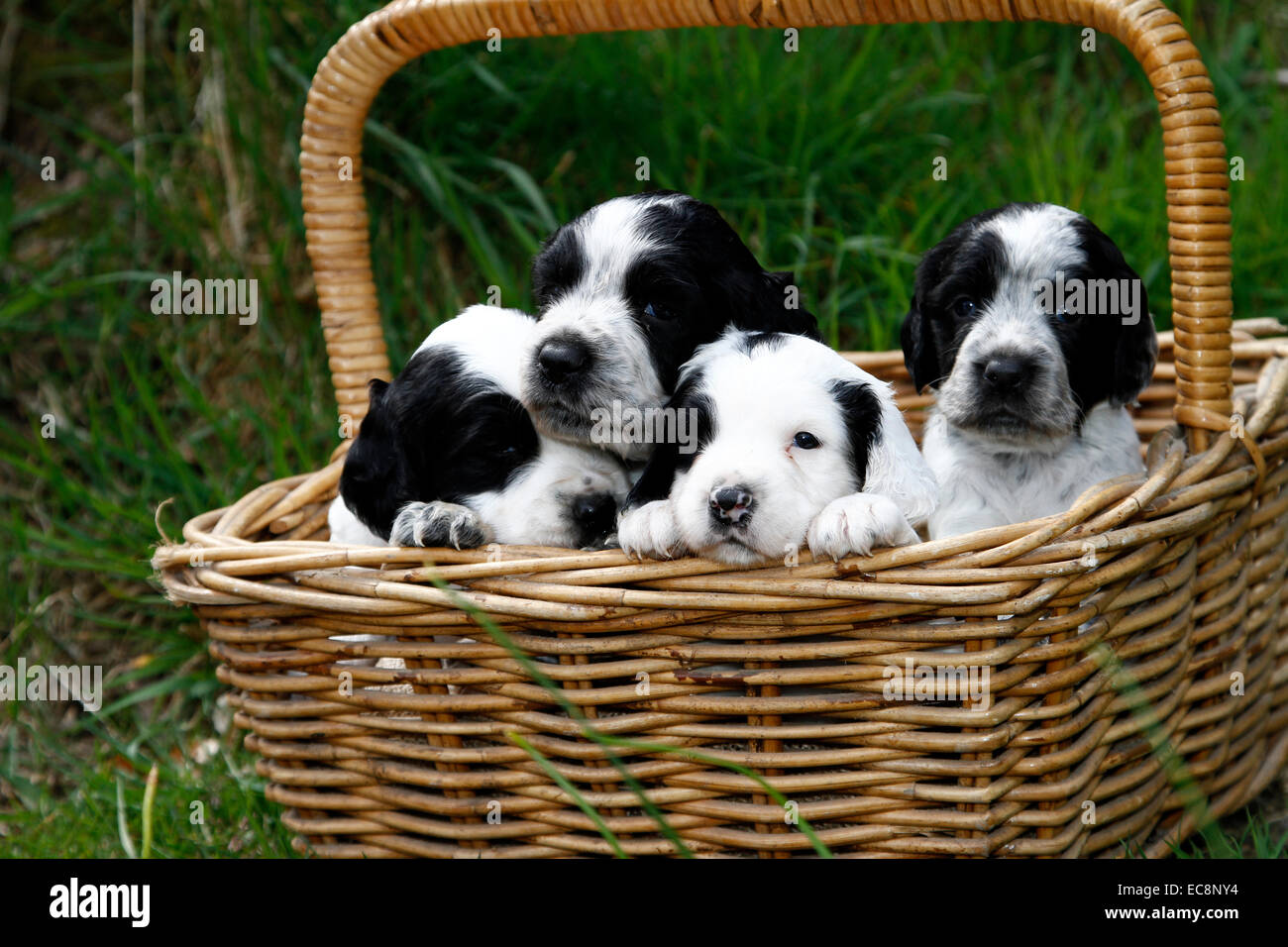 Here comes trouble !! Landscape picture of a gorgeous litter of puppies sat in a basket with a carry handle looking cute cuddly Stock Photo