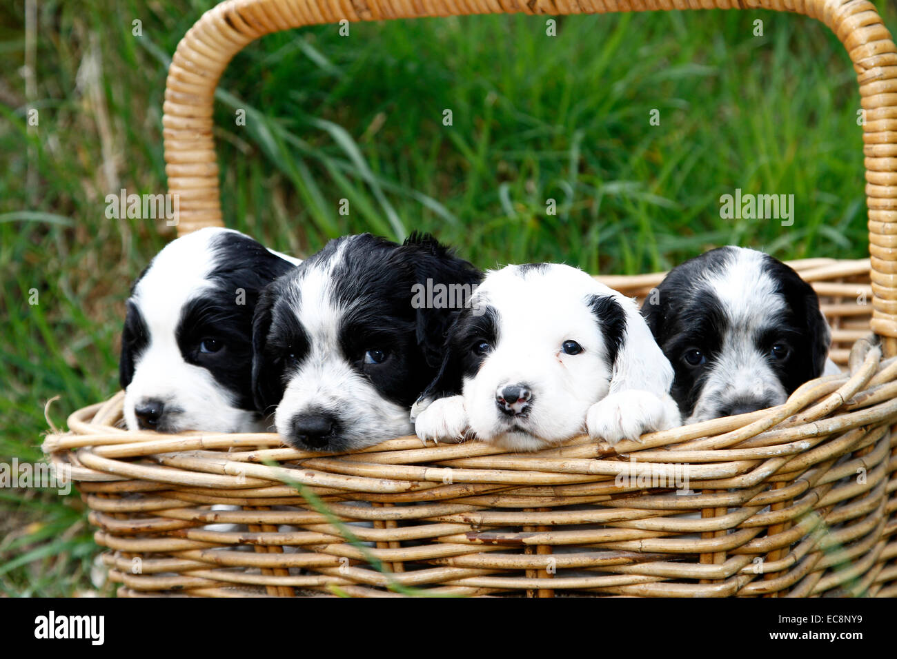 Here comes trouble !! Landscape picture of a litter of puppies