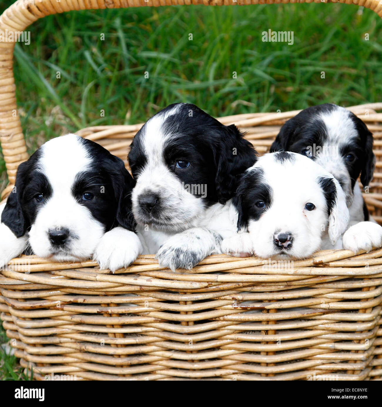 Here comes trouble !! Square picture of a litter of puppies
