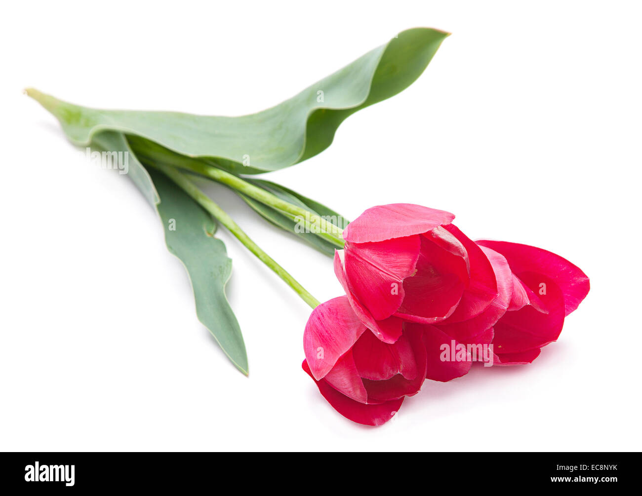 Pink tulip isolated on white background Stock Photo - Alamy