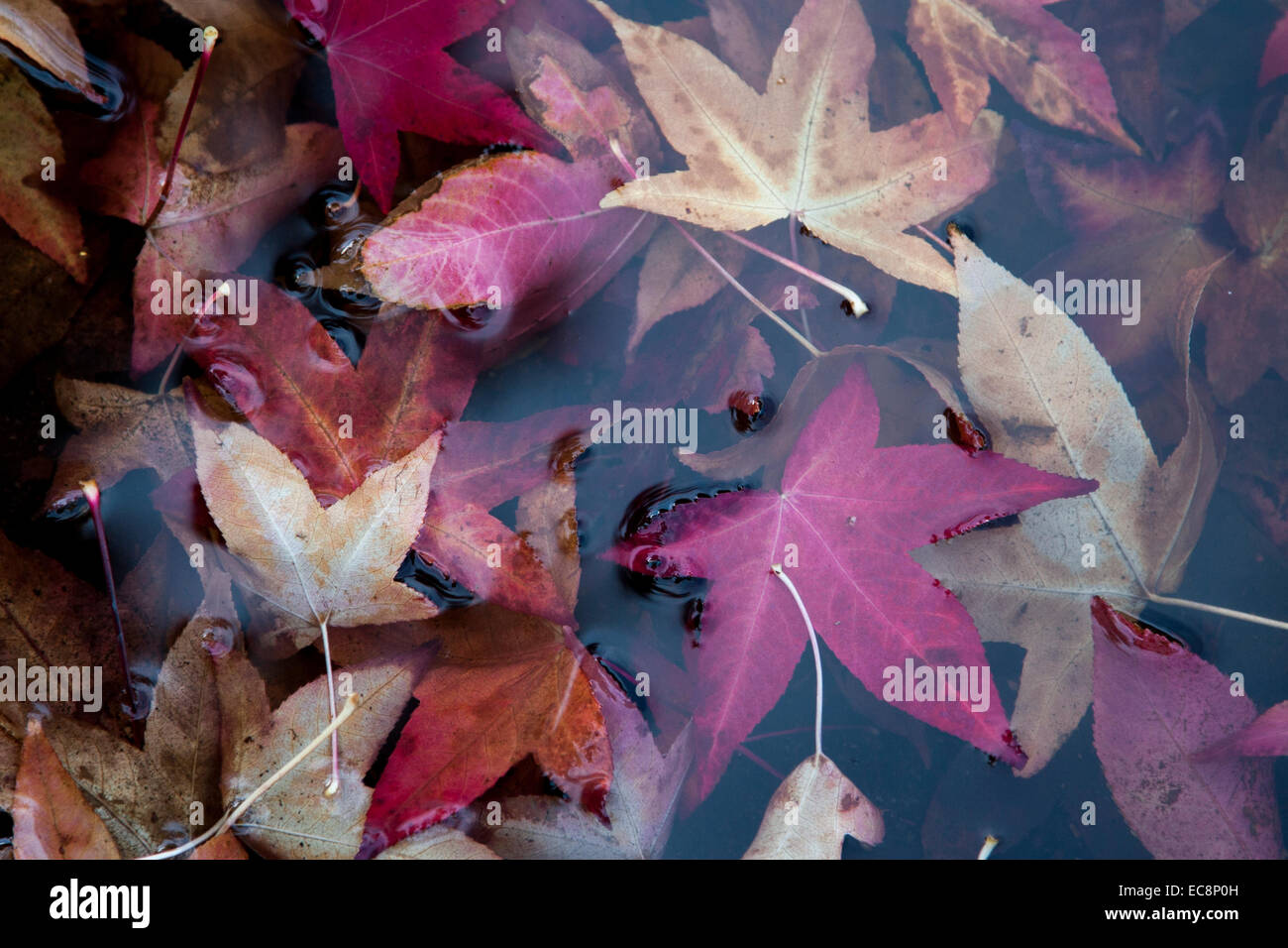 Fall rains put the leaves under water. Stock Photo