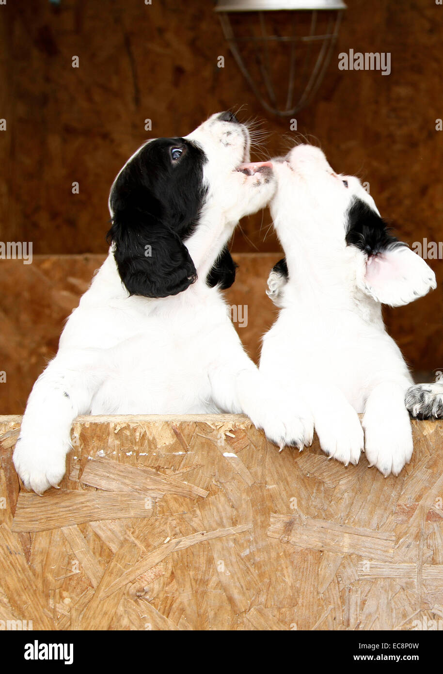 Happy healthy puppies just six weeks old playful singing duet as they play together Stock Photo