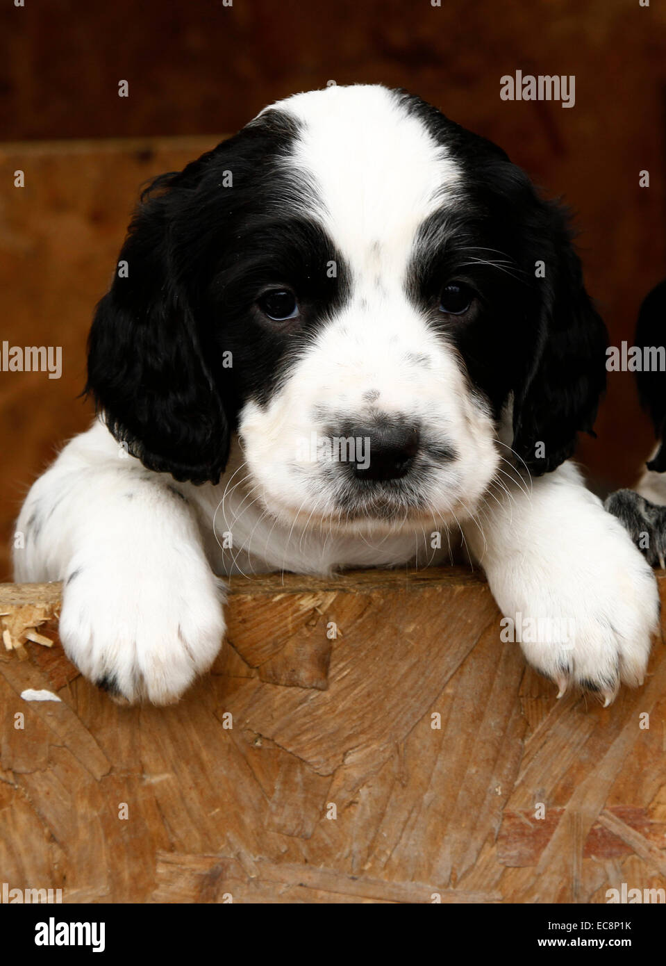 Happy healthy puppy just six weeks old gorgeous little bundle of fluff, cute face watching over the door Stock Photo