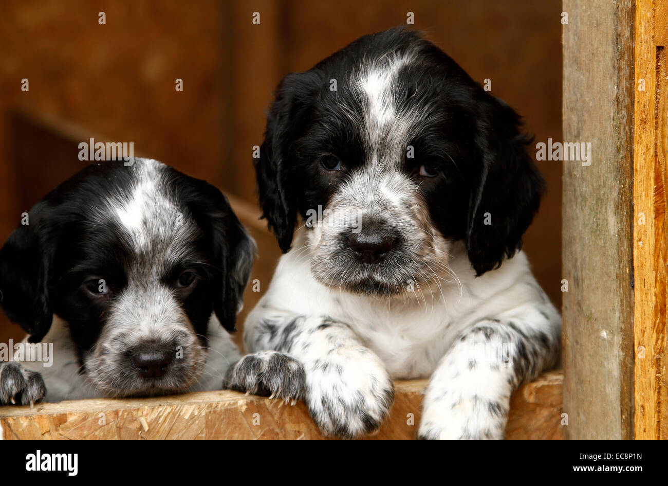 Happy healthy puppies just six weeks old gorgeous little bundles of fluff, cute faces watching over the door Stock Photo