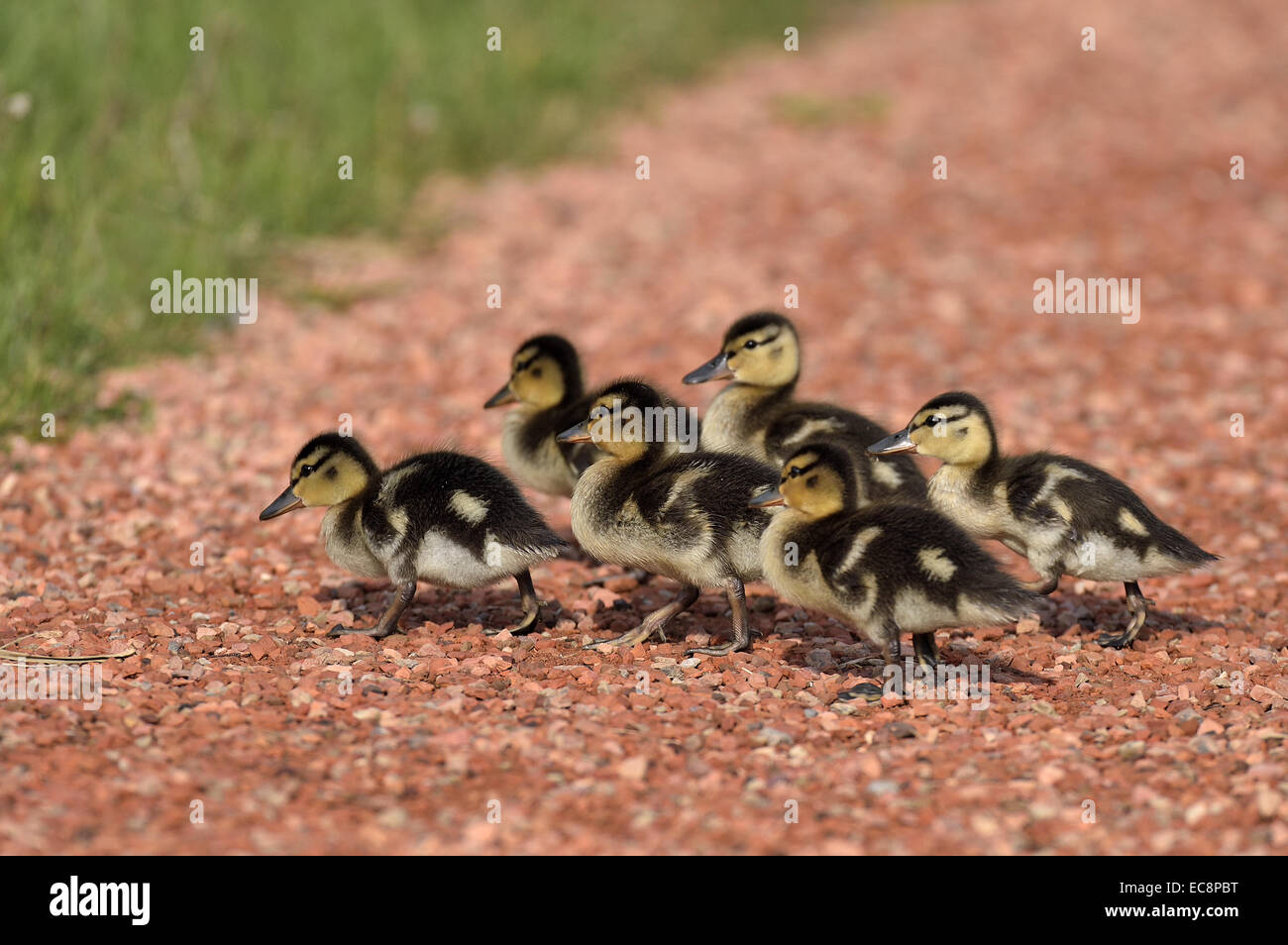 A flock of fluffy Mallard ducklings,  Anas platyrhynchos, crossing a path topped with red stones Stock Photo