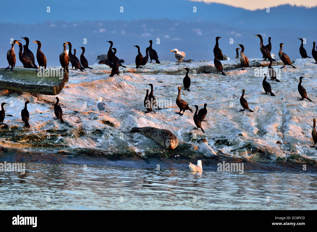 A group of sea birds share the same rocky outcrop with a mother harbor seal and her pup Stock Photo