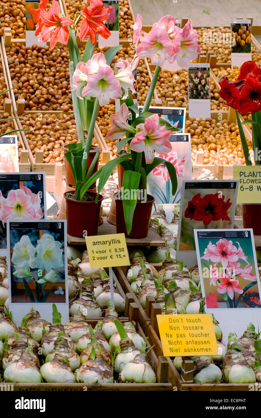 Niederlandisch typisch hires stock photography and images Alamy