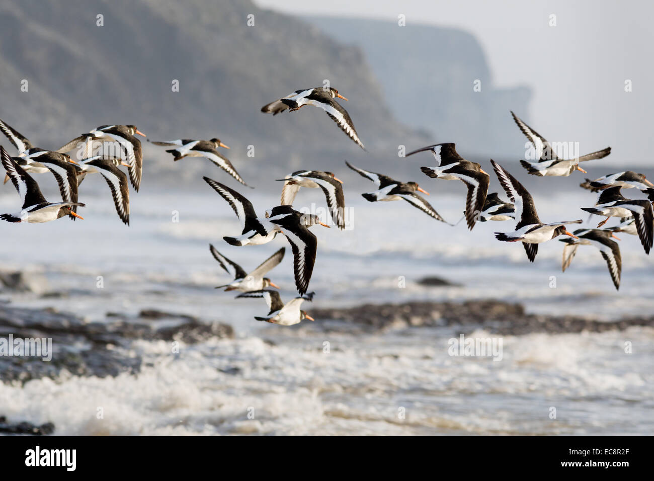 Flock of  Oystercatchers in flight near Nash Point on the Glamorgan Coast of South Wales UK Stock Photo