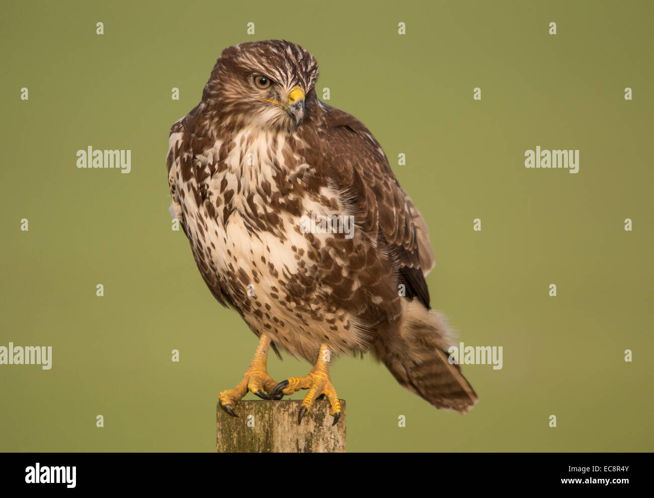 Common buzzard in search of prey Stock Photo
