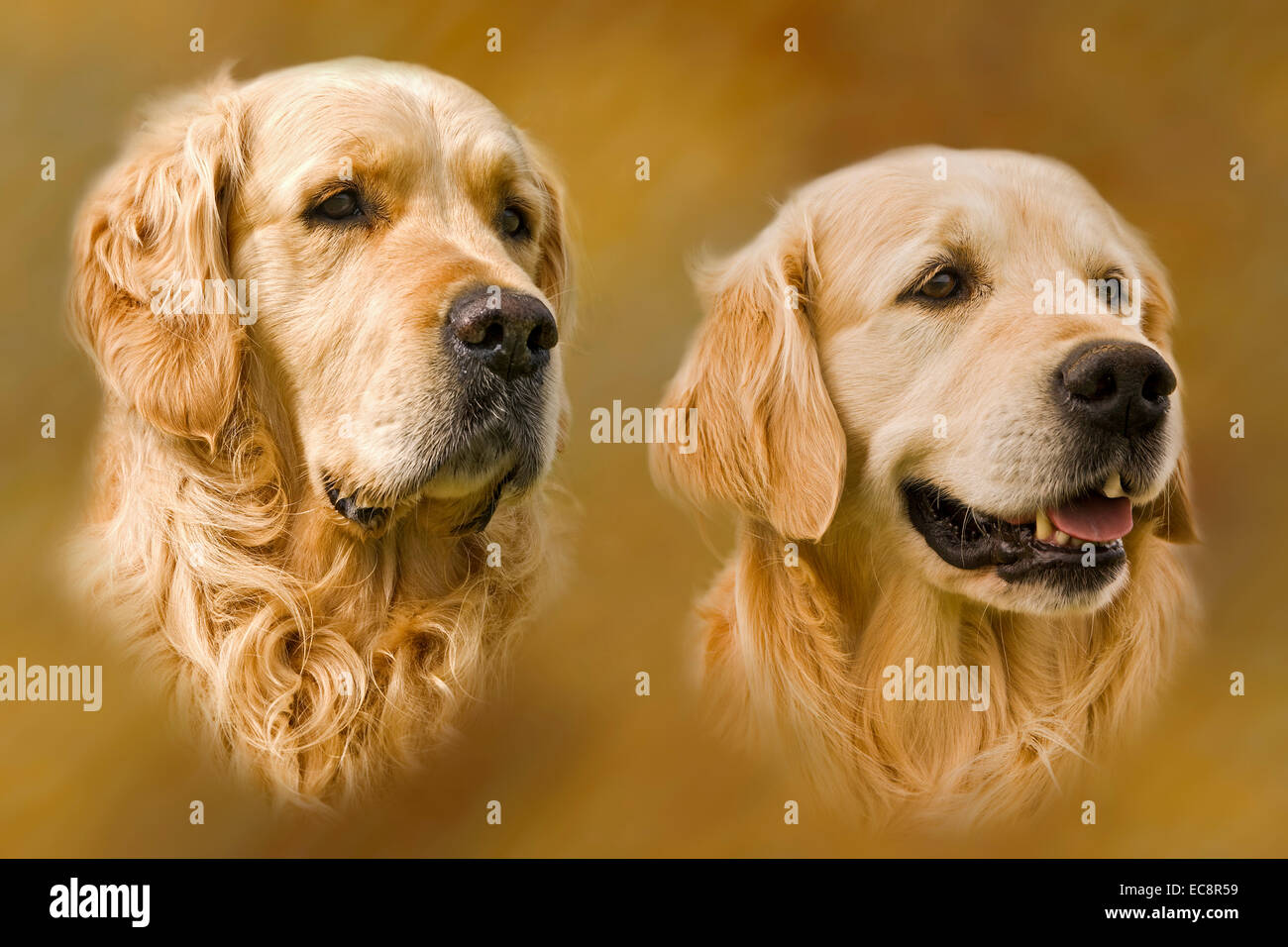 Head study of two Golden Retrievers one flat coated & one curly coated.  This breed is bred as a hunting gun dog Stock Photo - Alamy