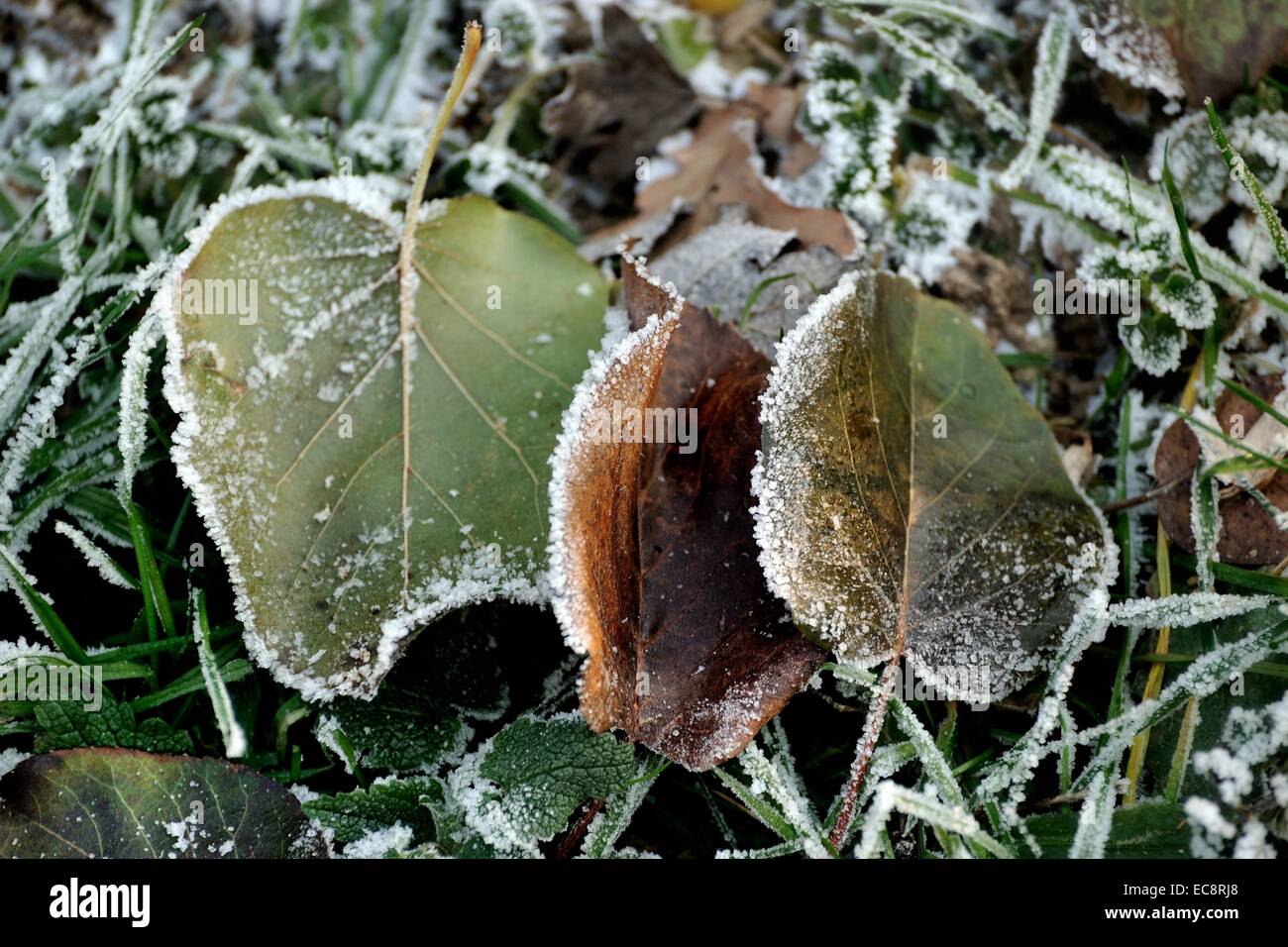 Three frost leaves in winter on grass.fri Stock Photo