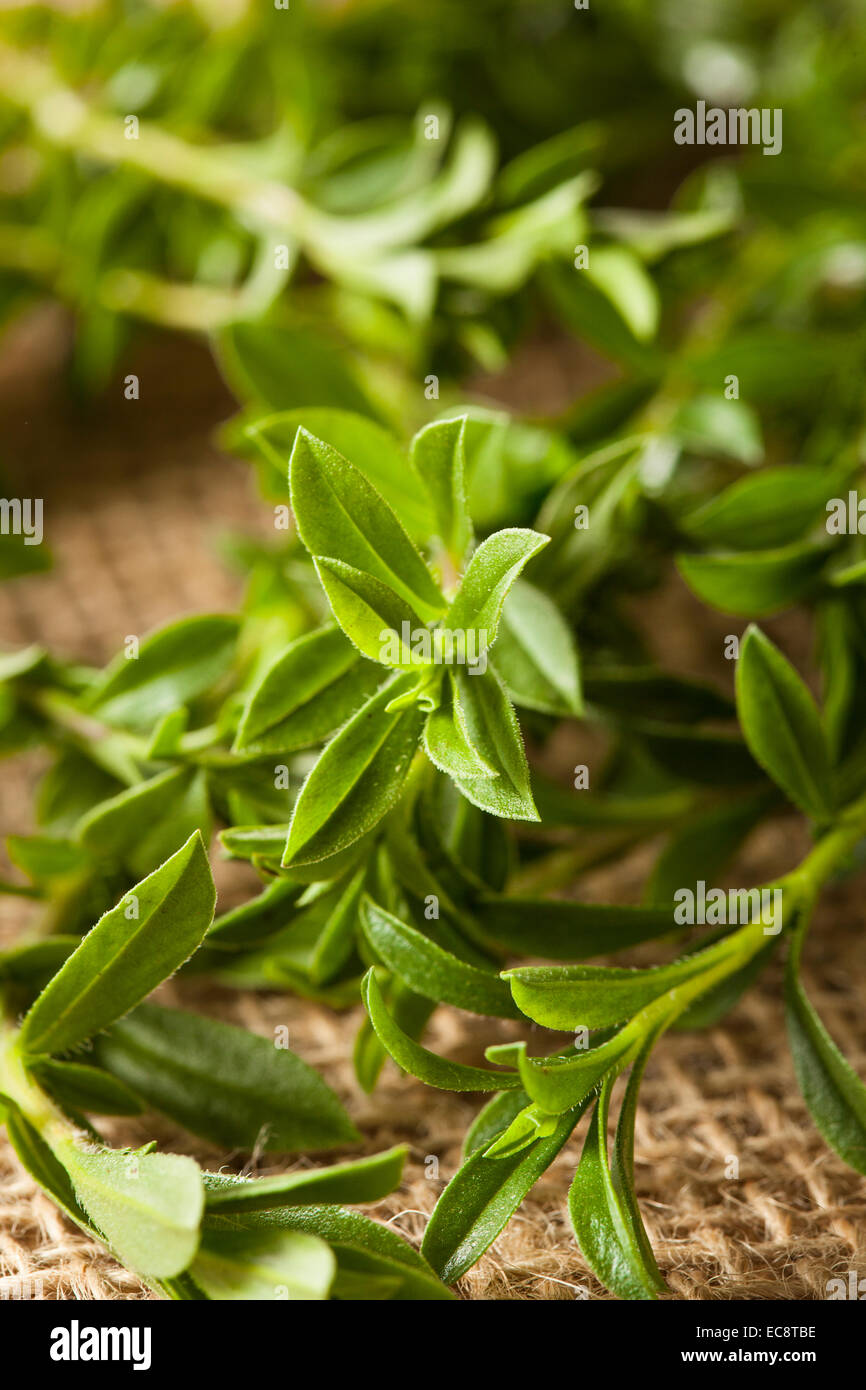 Raw Organic Green Savory Herb in a Bunch Stock Photo