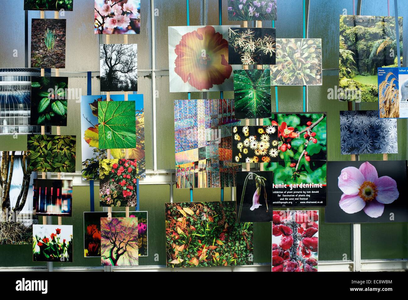 Selection of photographs of flowers on display in Glasgow Botanic