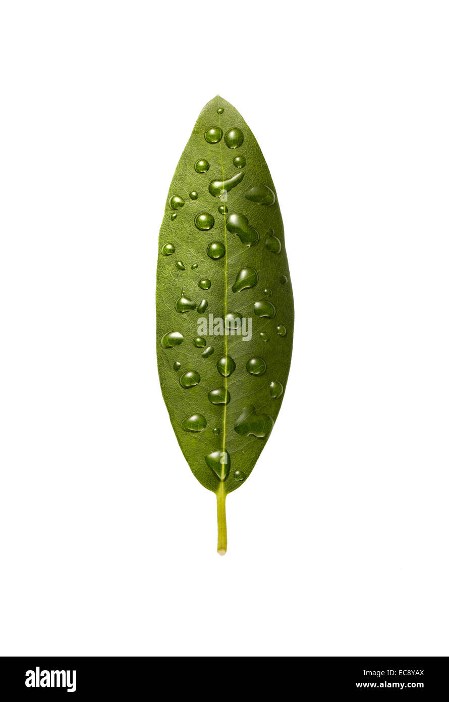 Rhododendron leaf with water droplets Stock Photo