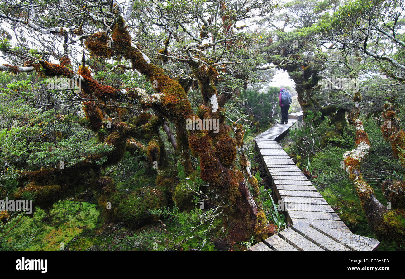 Lush and Wet Forests in New Zealand's Fiordland Stock Photo