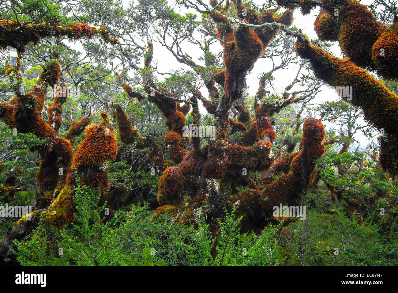 Lush and Wet Forests in New Zealand's Fiordland Stock Photo Alamy