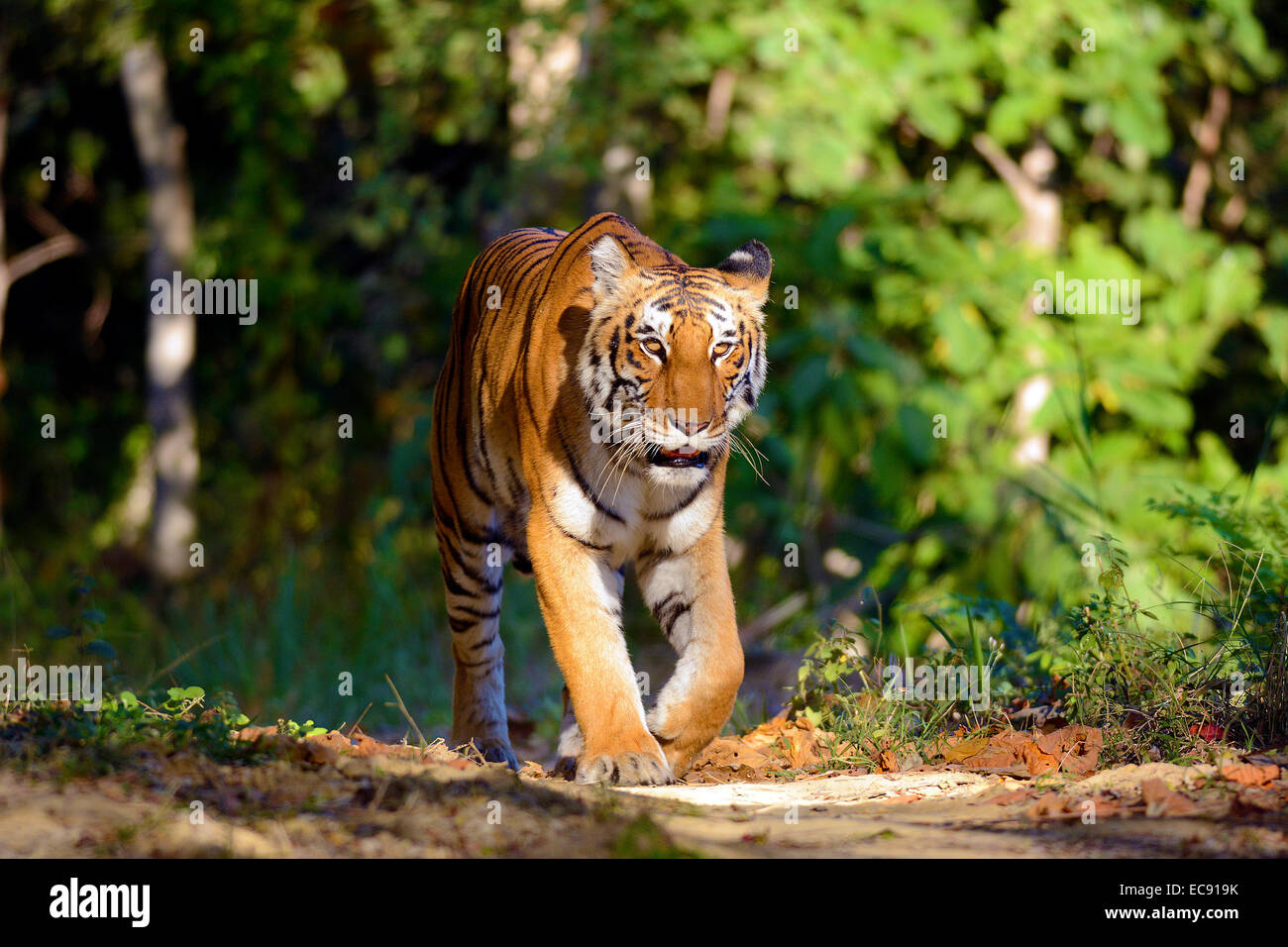 Tiger,safari road,Bijrani Range,Corbett National Park,UP,India,Wildlife,Big Cat,Predator,Mammal,Striped,Endangered Species, Stock Photo