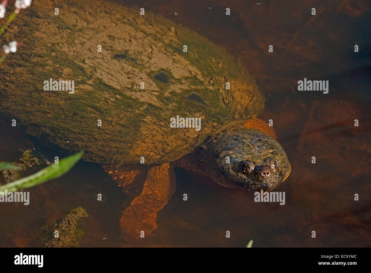 Snapping turtle, Chelydra serpentina, Virginia Stock Photo