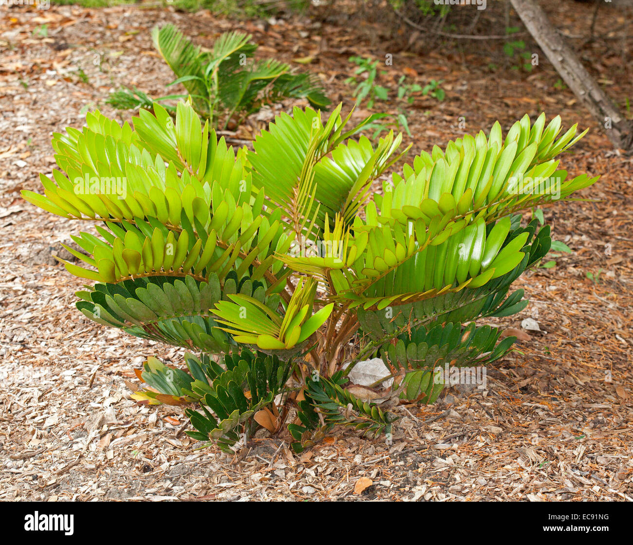 Cardboard plant, Zamia furfuracea, a cycad with vivid emerald foliage with background of light brown leaf mulch Stock Photo