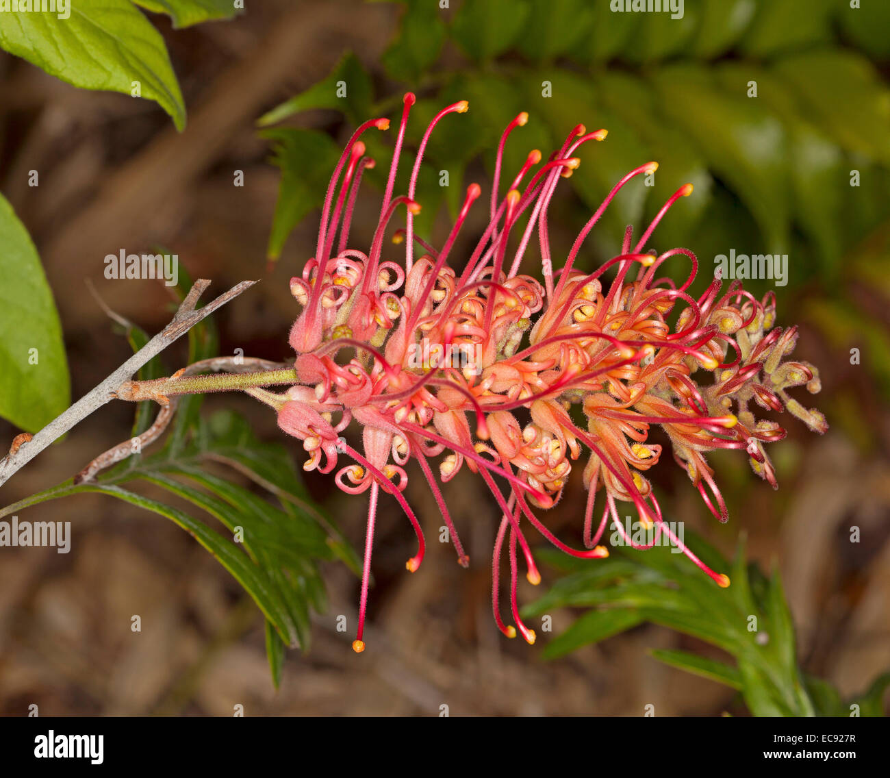 Bright red / pink flower of Grevillea 'Molly' syn 'Judith Anne' against background of deep green foliage Stock Photo