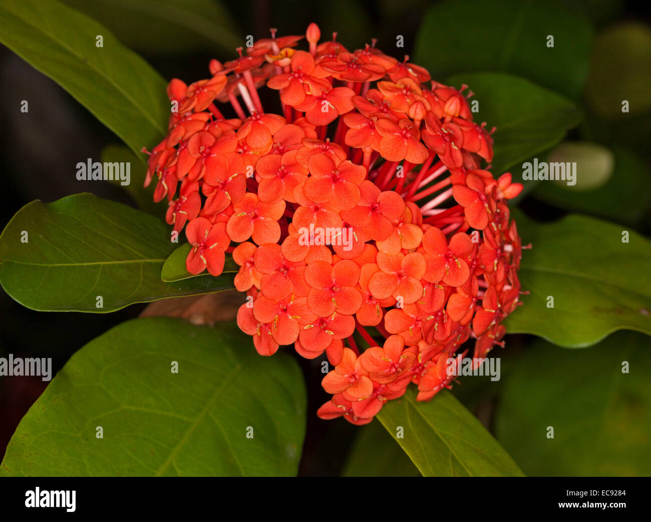 Cluster of vivid red flowers of Ixora 'Prince of Orange' , a flowering