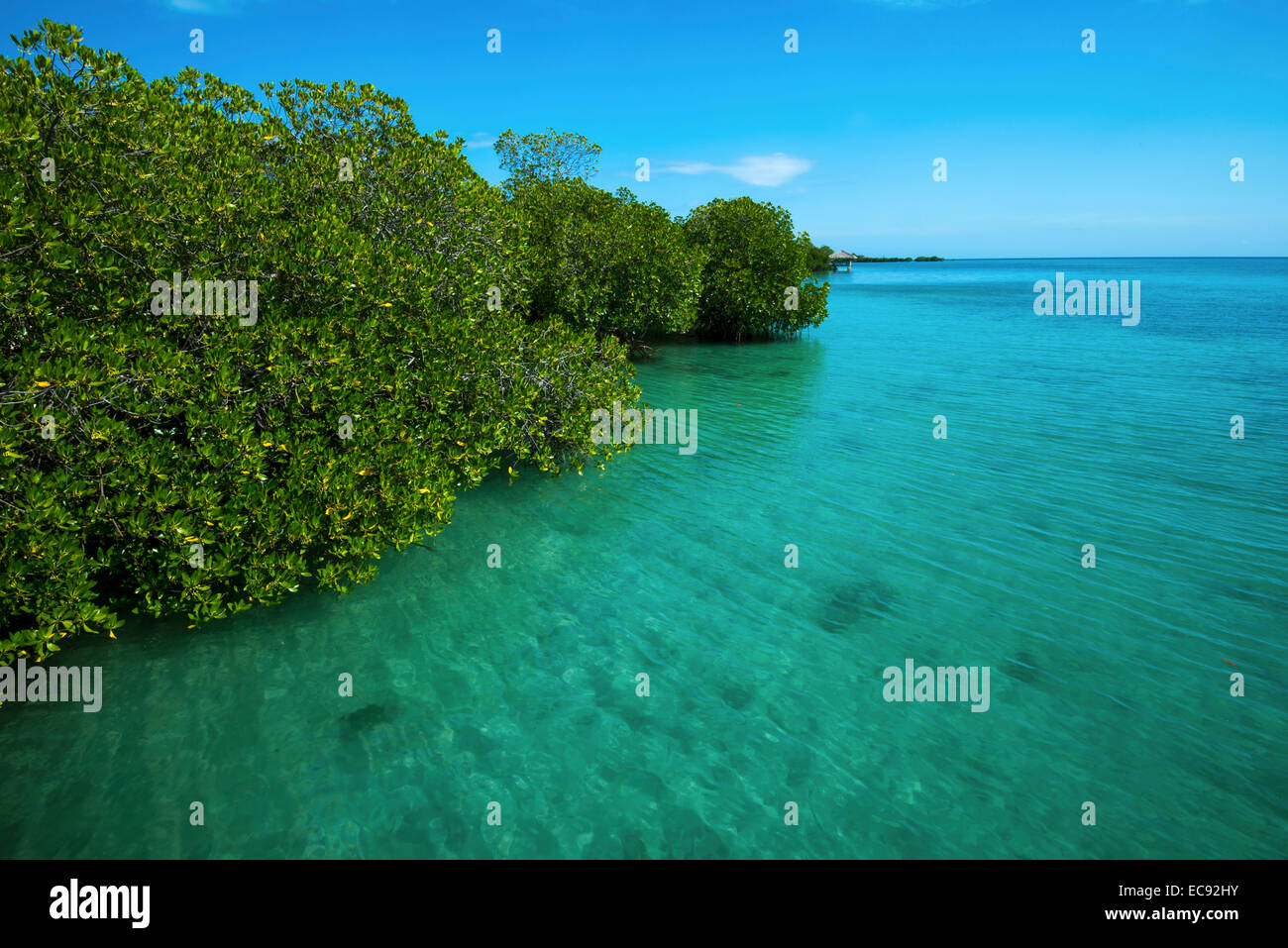 Mangroves and tropical water Stock Photo