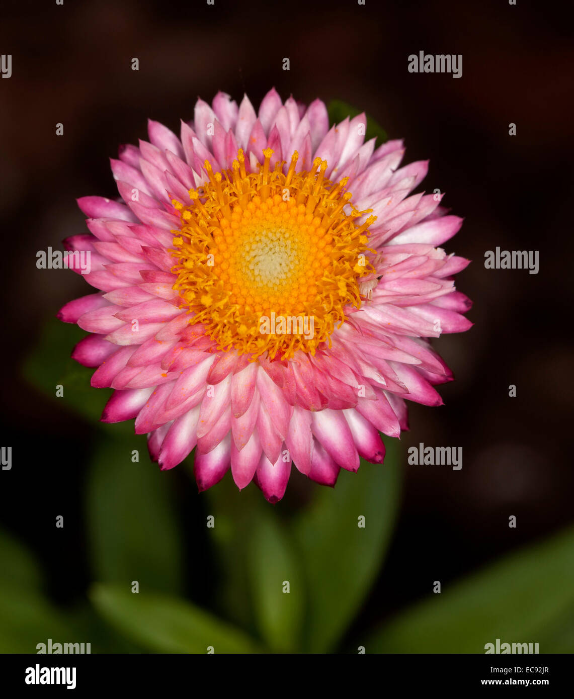 Bright pink everlasting daisy / strawflower, Xerochrysum syn Helichrysum bracteatum, with dark green leaves on black background Stock Photo