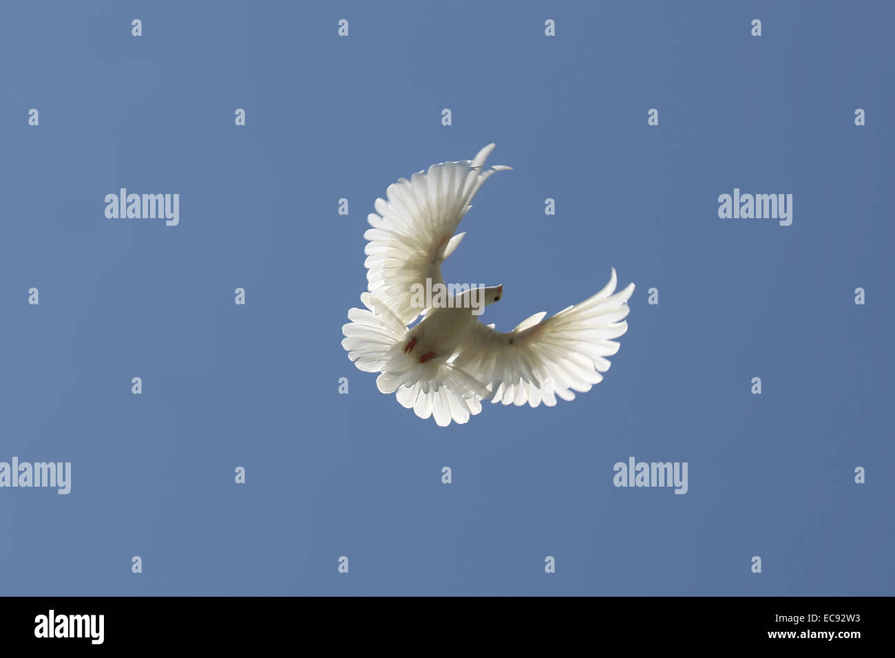 Dove in the air with wings wide open in-front of the blue sky Stock ...