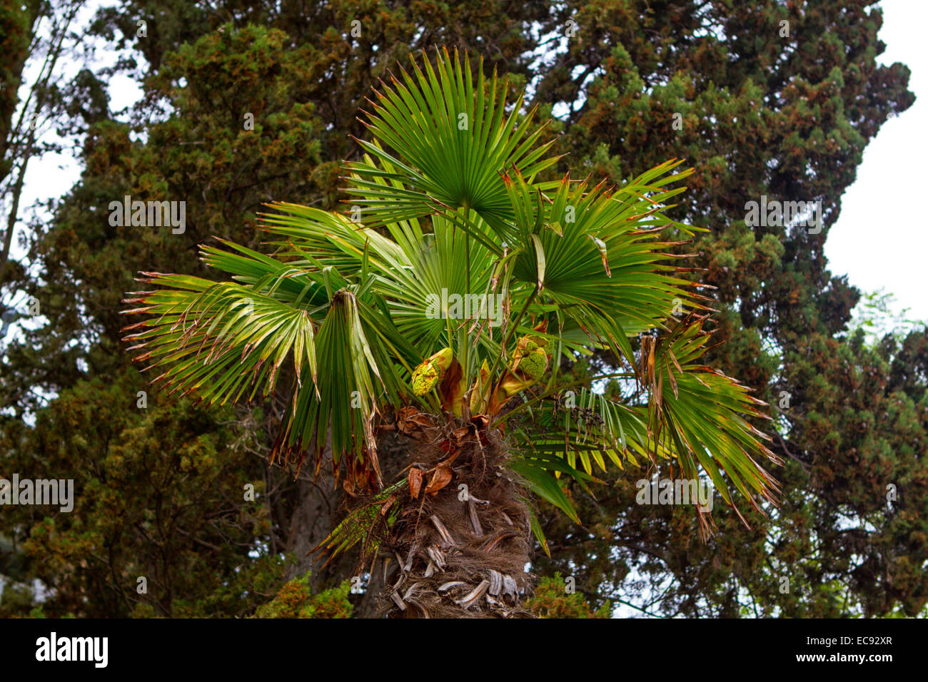 palm trees against a clear blue sky Stock Photo - Alamy