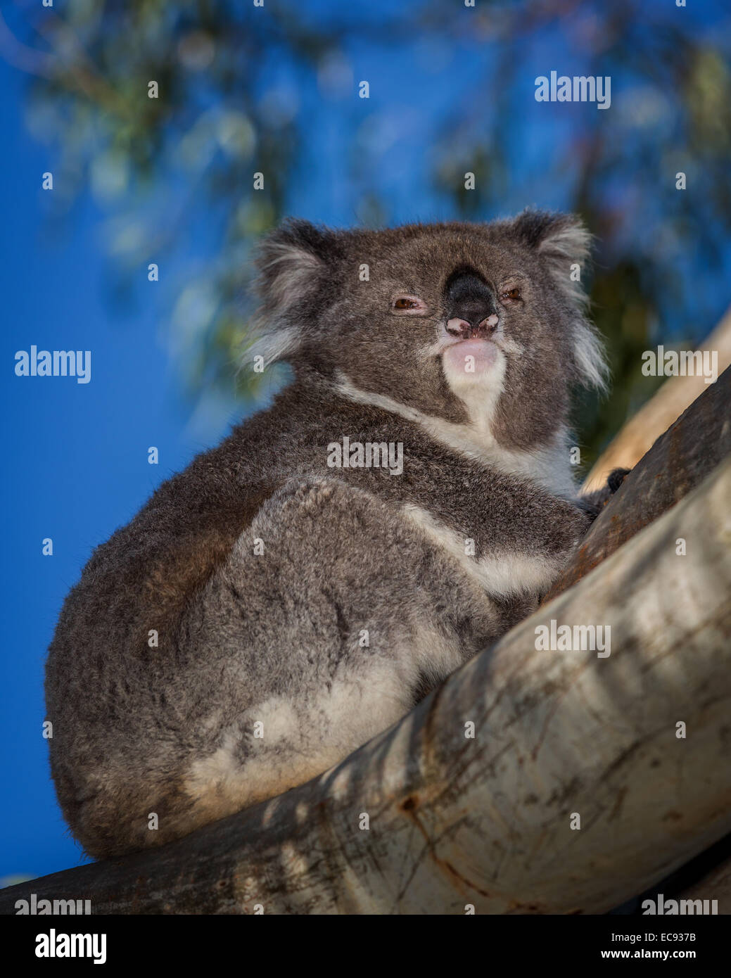 Australia day koala hi-res stock photography and images - Alamy