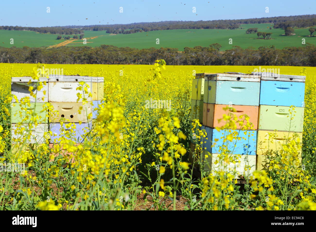 Bee boxes among a field of canola near New Norcia, Western Australia. Stock Photo