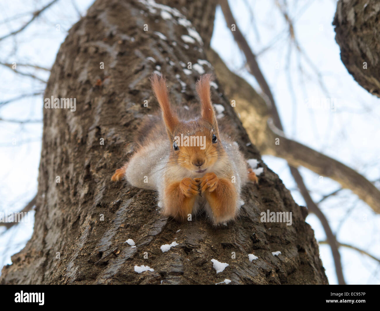 Squirrel hanging on a tree, posing and smiling like a model Stock Photo