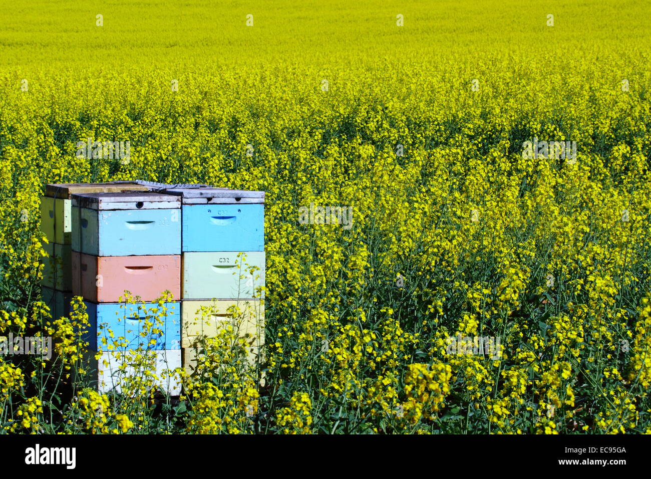 Bee boxes among a field of canola near New Norcia, Western Australia. Stock Photo
