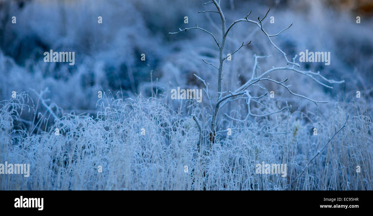 Leafless bush and withered grass frost covered cool cold chilly winter Stock Photo