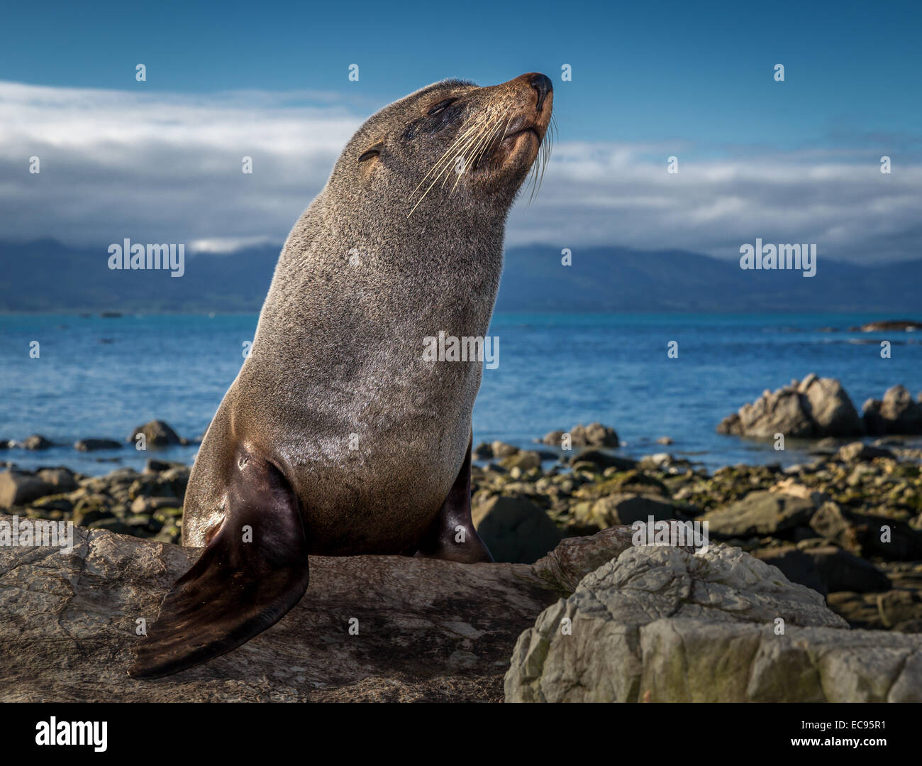 Southern Fur Seal (Arctocephalus forsteri), near Kaikoura, South Island, New Zealand Stock Photo