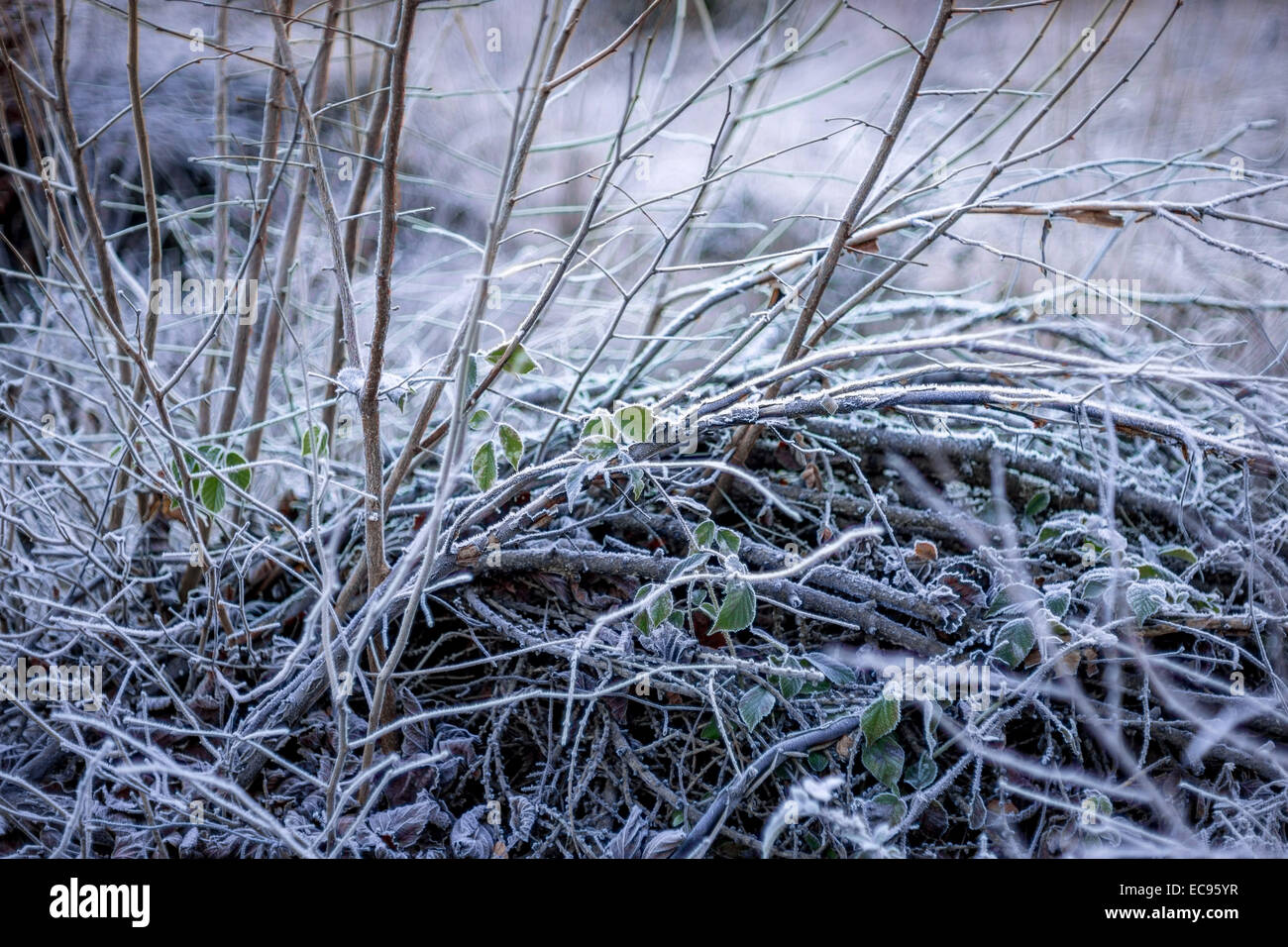 Frozen leafless bush frost covered cool cold chilly winter Stock Photo