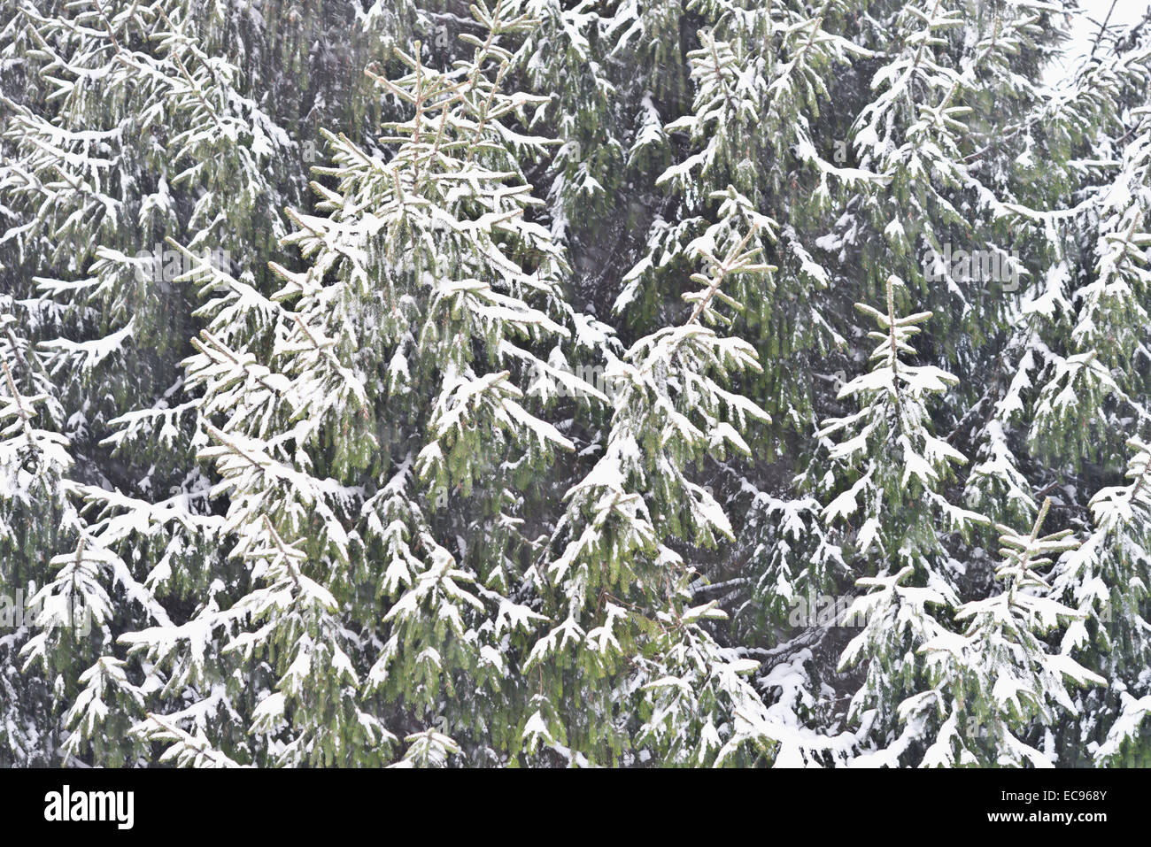 pine trees with fresh snow Stock Photo - Alamy