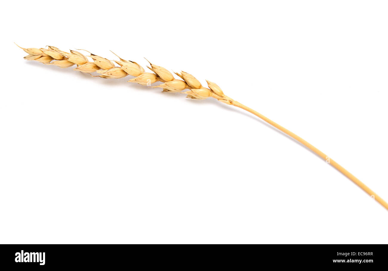 wheat ear isolated on white background Stock Photo