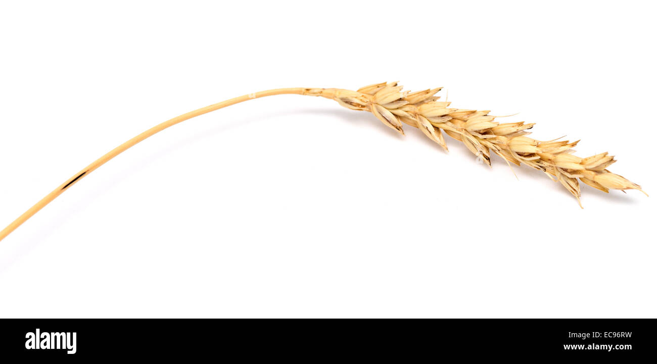 wheat ear isolated on white background Stock Photo