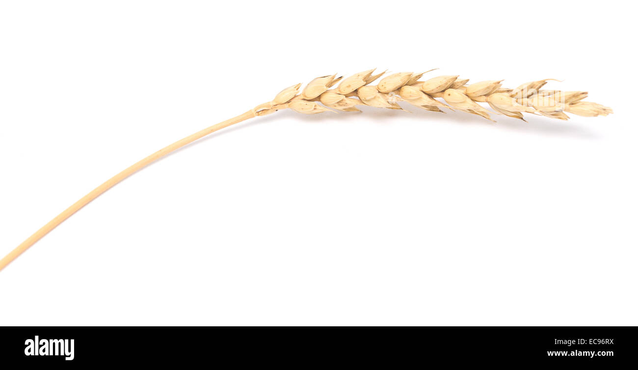 wheat ear isolated on white background Stock Photo