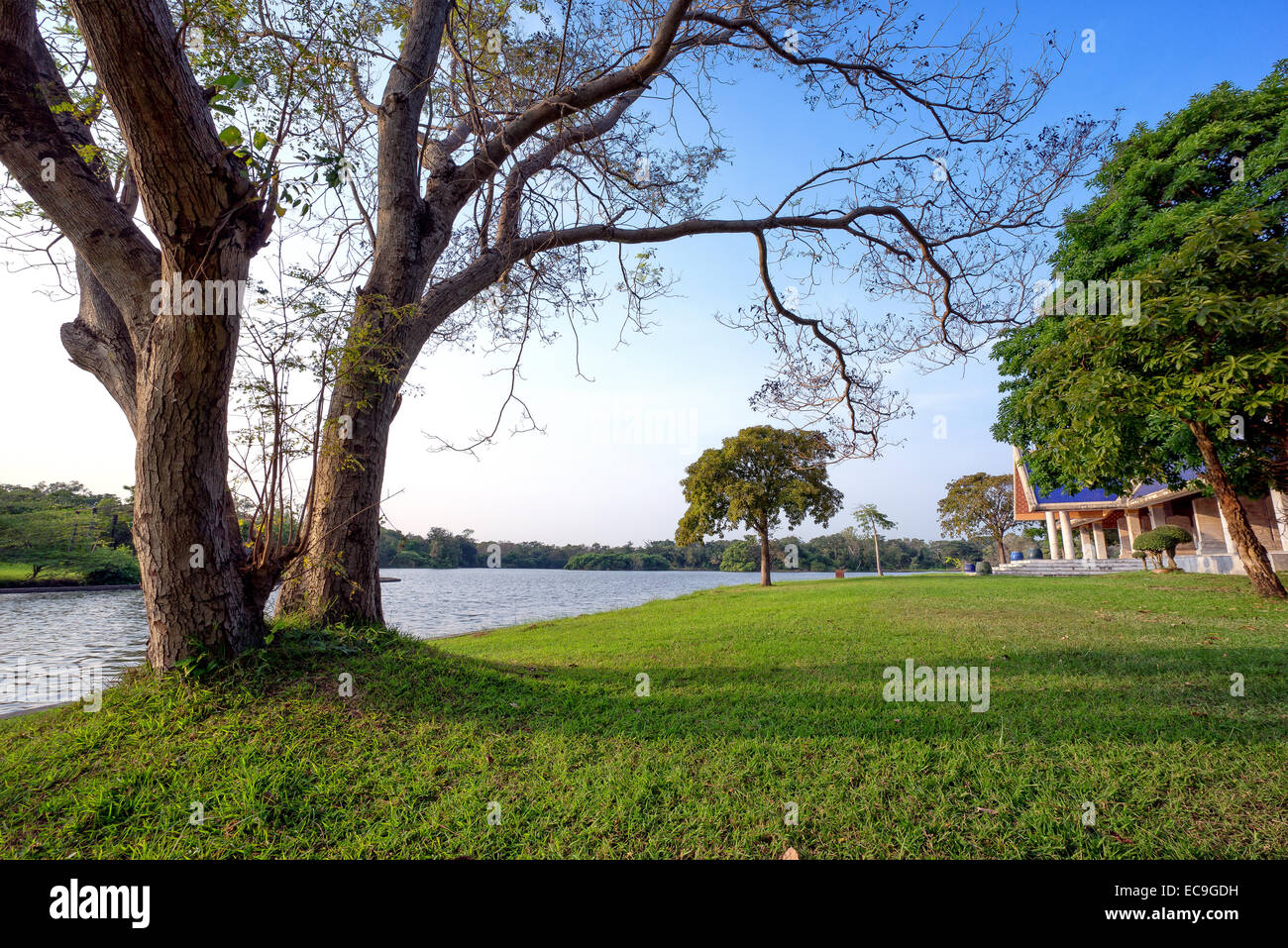 View of green trees in the park Stock Photo - Alamy